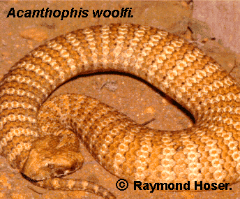 Acanthophis woolfi from Djarra, Queensland, Australia.