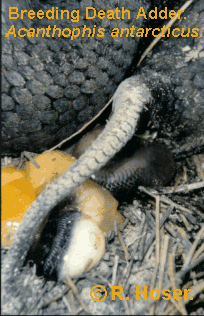 Female Death Adder From West Head, New South Wales, Australia - Giving birth.