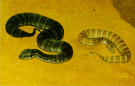 From: a definitive and authoratative book on Australia's Reptiles and Frogs.  It is now available on CD-rom along with over 100 definitive reptile-related publications - It is a 