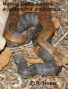 Death Adder - Acanthophis antarcticus - Mating - From Cottage Point, New South Wales, Australia.