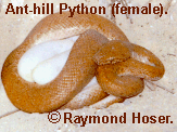 Female Ant-hill Python with two eggs laid in 1983.