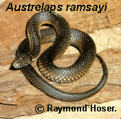 Highland's Copperhead - Austrelaps ramsayi