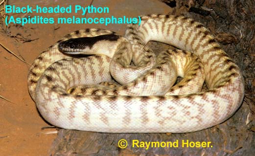 This is the subspecies Aspidites melancocephalus davieii.  It is pictured in the book you should buy called 