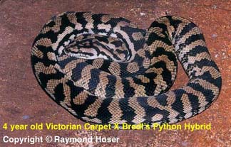 Hybrid Victorian Carpet X Bredl's Python - 4 years old