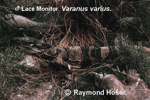 Banded form of Lace Monitor - Adult Male from Lightning Ridge, New South Wales, Australia.