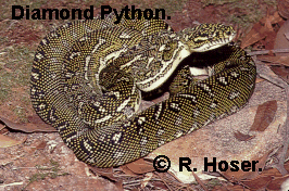 Male Diamond Python from Kenthurst, NSW, Australia.