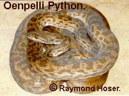 Oenpelli Python from Alligator River, Northern Territory