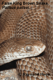 False King Brown Snake