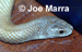 Click here to view the image of <I>Pailsus rossignollii</I>.  This photo may be reproduced by anyone provided that at the same place the original photographer (Joe Mara) AND weblink to -smuggled.com- are also acknowledged and/or cited as the source.  These are conditions of reproduction.