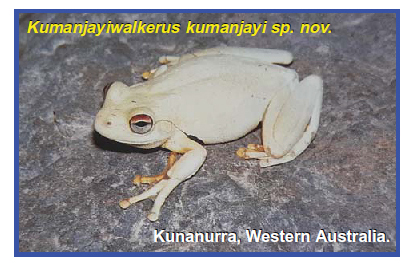 New species of frog