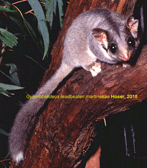 Newly named subspecies of Leadbeaters Possum
